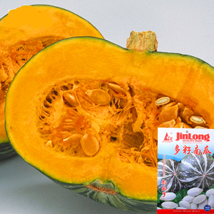 多籽南瓜种子打子南瓜种籽瓜子南瓜四季特色蔬菜庭院阳台高产包邮