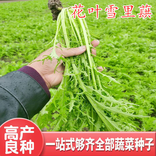雪里蕻种子雪里红雪菜金丝芥菜九头鸟种籽花叶细叶大叶泡菜包邮