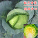 甘蓝种子莲花白甘蓝苗子卷心菜种籽包菜包心菜大头菜籽蔬菜种庭院