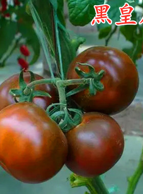 黑番茄种子紫黑色大番茄种籽特色西红柿四季蔬菜高产包邮黑皇后