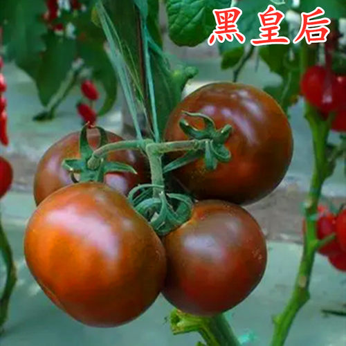 特色紫黑色大果番茄种子