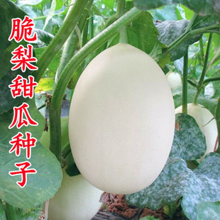 天山翠梨白皮白肉甜瓜种子香瓜种籽礼品瓜小吊瓜四季蔬菜水果包邮