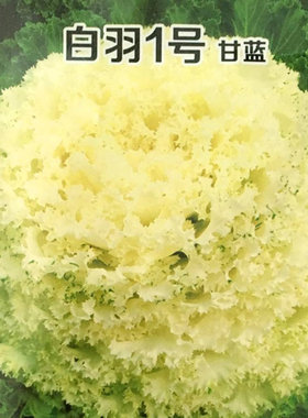 白色羽衣甘蓝种子 羽衣甘蓝种籽 粉羽一号 观赏食用 四季阳台包邮