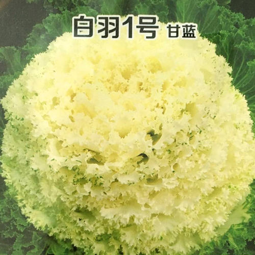 白色羽衣甘蓝种子 羽衣甘蓝种籽 粉羽一号 观赏食用 四季阳台包邮