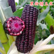 包邮 黑色甜糯玉米种子粘玉米种籽皮薄大棒糯甜鲜食四季 蔬菜种子