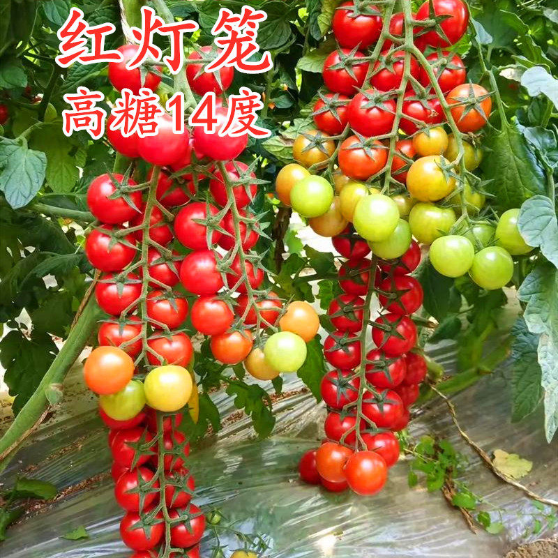 高糖超甜串收圆形红色小番茄种子小红圣女果种籽四季蔬菜红灯笼,农用物资,蔬菜种子/种苗,淘宝优惠券,粉丝福利购,淘宝优惠卷