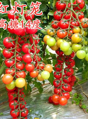 高糖超甜串收圆形红色小番茄种子小红圣女果种籽四季蔬菜红灯笼