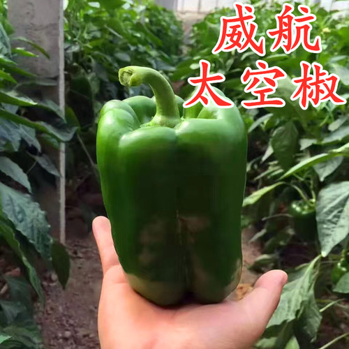 太空椒长方荷兰四季包邮蔬菜种子