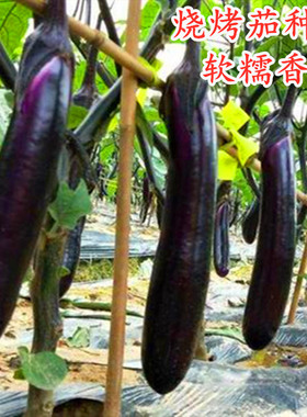 烧烤茄种子长茄种籽紫黑色长茄软糯米茄高产四季庭院阳台蔬菜包邮