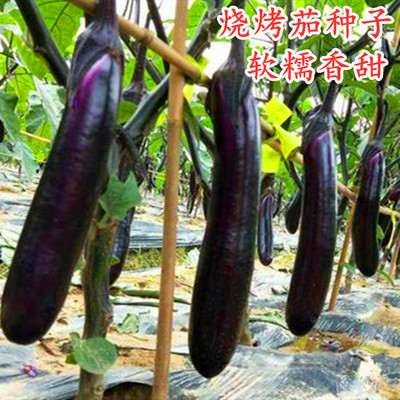 烧烤茄种子长茄种籽紫黑色长茄软糯米茄高产四季庭院阳台蔬菜包邮
