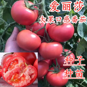 爱丽莎 包邮 口感大粉番茄种子沙瓤粉果西红柿苗秧苗子四季 蔬菜种苗