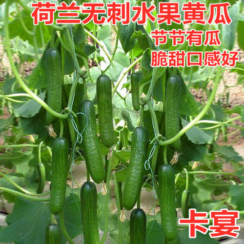 荷兰无刺水果黄瓜种子