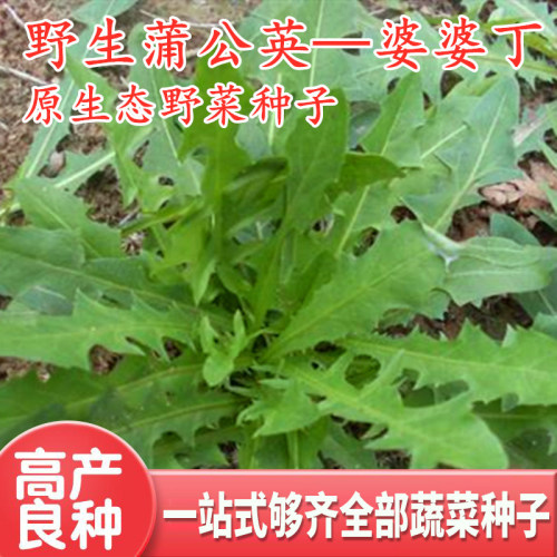 蒲公英种子婆婆丁种籽冬季野菜盆栽阳台青菜保健蔬菜四季高产包邮