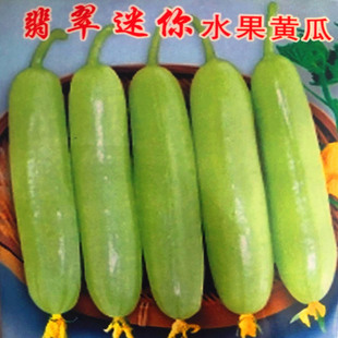翡翠迷你水果黄瓜种子白玉黄瓜种籽无刺小黄瓜蔬菜种四季庭院包邮