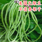 地豆种籽美国无架豆种子豇豆长豆角无筋四季 庭院蔬菜 豆高产四季