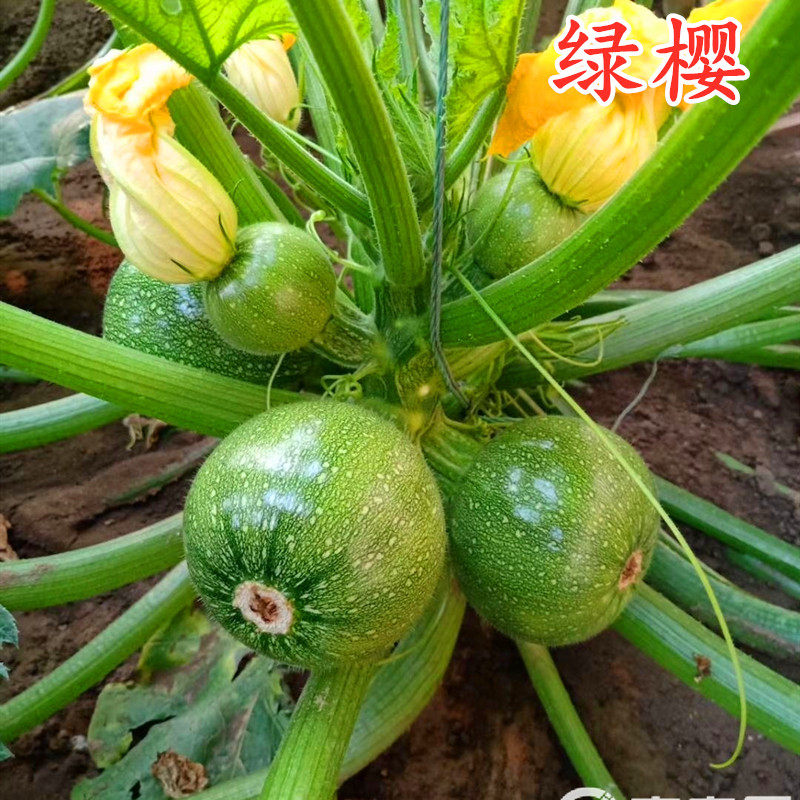 绿色圆形西葫芦种子茭瓜角瓜种籽小南瓜嫩南瓜籽四季蔬菜籽绿樱