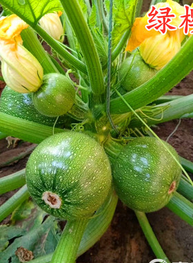 绿色圆形西葫芦种子茭瓜角瓜种籽小南瓜嫩南瓜籽四季蔬菜籽绿樱