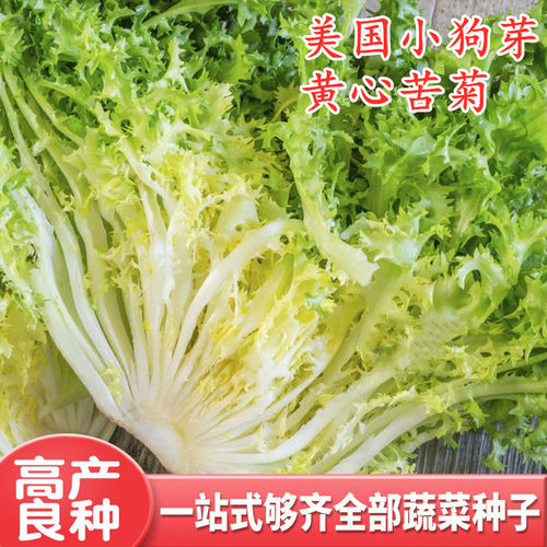 四季苦菊种子花叶苦菊籽种苦苣菜种生菜青菜庭院盆栽蔬菜种籽孑莱