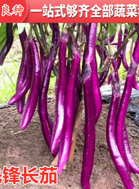 线茄种子杭茄长茄种籽紫色肉质细嫩高产抗病嫁接茄子苗先锋长茄