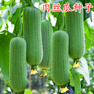 包邮 肉丝瓜种子香丝瓜短棒形早熟高产线丝瓜四季 蔬菜庭院高产阳台