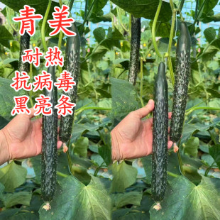 黄瓜种子黑油亮抗病毒耐热青瓜种籽密刺绿肉嫁接黄瓜苗秧苗青美