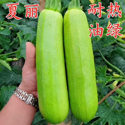 夏丽西葫芦种子耐热抗病高产
