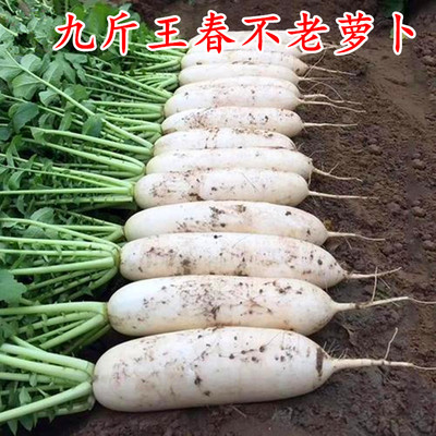 九斤王春不老白萝卜种子