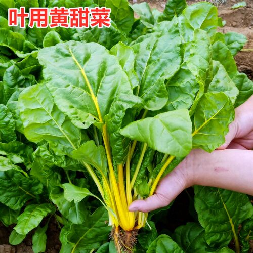 叶用黄甜菜种子 黄叶甜菜种籽 黄牛皮菜特色养生保健蔬菜四季包邮