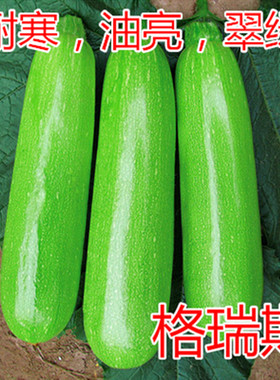 茭瓜荷兰进口格瑞斯西葫芦种子