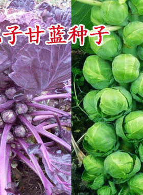 孢子甘蓝种籽抱子甘蓝种子紫色甘蓝特色蔬菜卷心菜种苗四季包邮