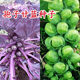 孢子甘蓝种籽抱子甘蓝种子紫色甘蓝特色蔬菜卷心菜种苗四季 包邮