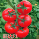 番茄种子大红果西红柿种籽番茄秧苗子嫁接苗高产四季 蔬菜种苗旺达