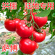 番茄种子耐热西红柿种籽番茄苗子拱棚陆地粉果四季 蔬菜秧苗萨博
