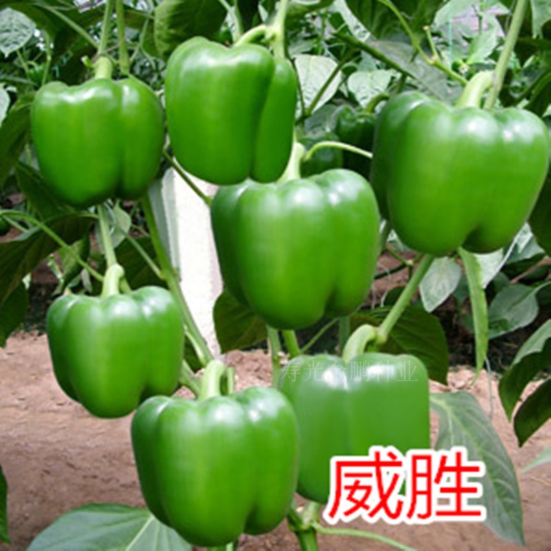 甜椒种子秧苗子彩椒种籽灯笼椒圆椒方椒薄皮肉厚菜椒四季蔬菜威胜
