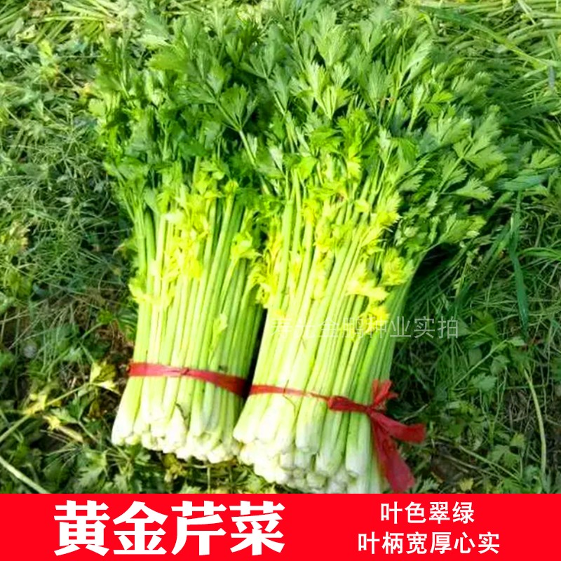 黄金芹菜种子金黄西芹芹菜黄芹种籽实心香芹口感香脆四季蔬菜包邮