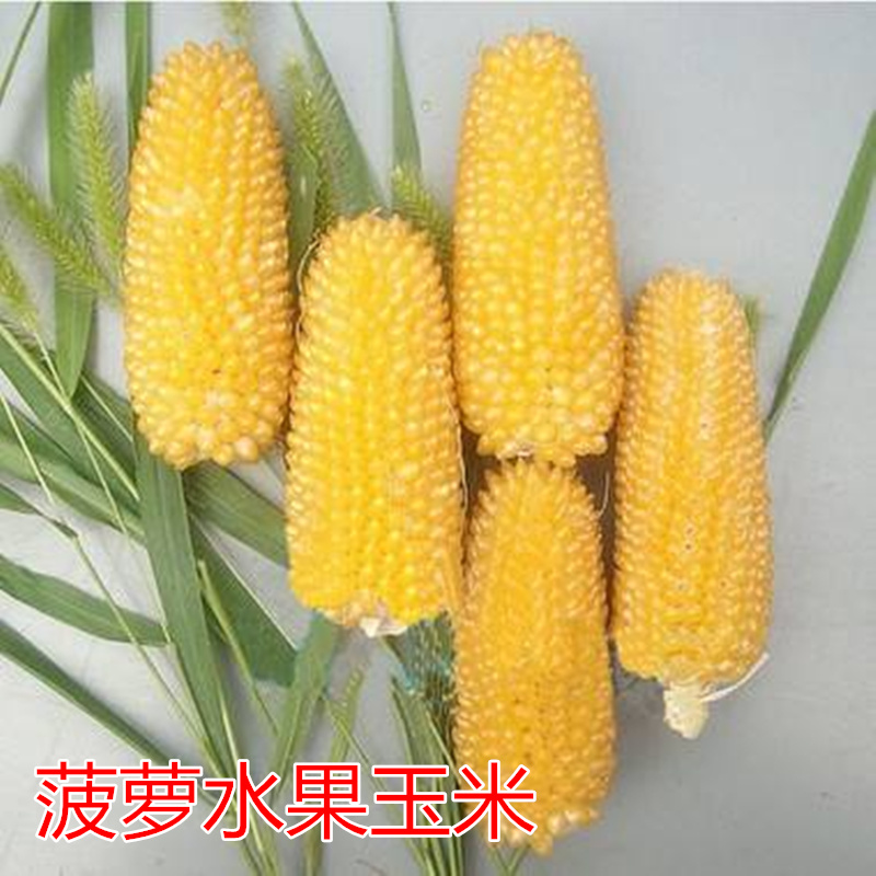 菠萝草莓四季包邮玉米种子