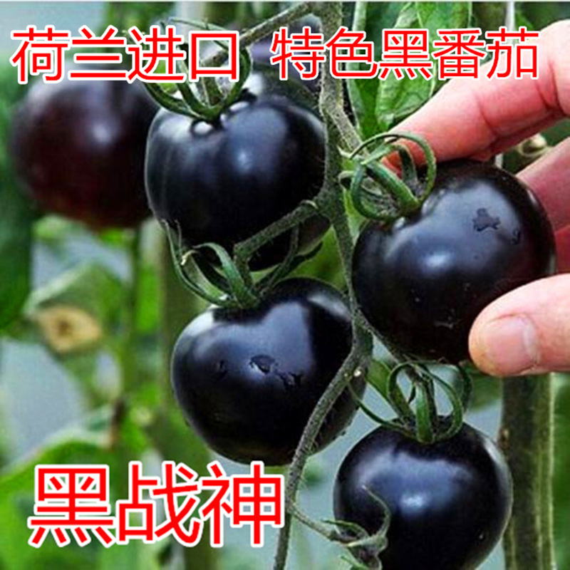 黑番茄特色种籽包邮战神西红柿苗