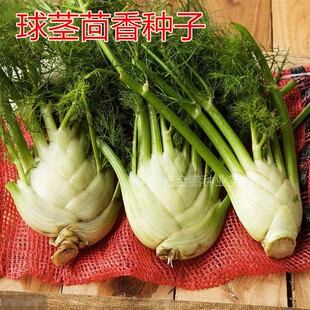 球茎茴香种子四季早熟抗病高产结球茴香种籽特色盆栽蔬菜包邮