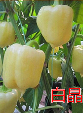 白色彩椒种子特色白色方椒甜椒辣椒种籽高产四季蔬菜阳台庭院种籽