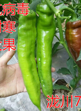 大果高产薄皮包邮泷川辣椒种子