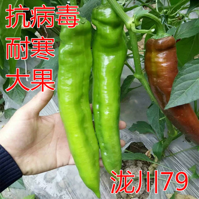 大果高产薄皮包邮泷川辣椒种子