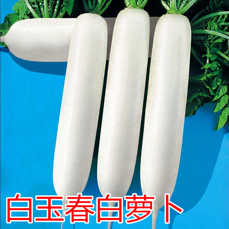 韩国白玉春萝卜种子春白玉萝卜种籽水果白萝卜四季蔬菜阳台庭院