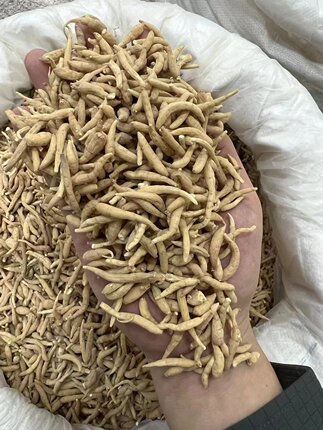 中药材太子参500克无硫孩儿参柘荣太子参选货大太子参