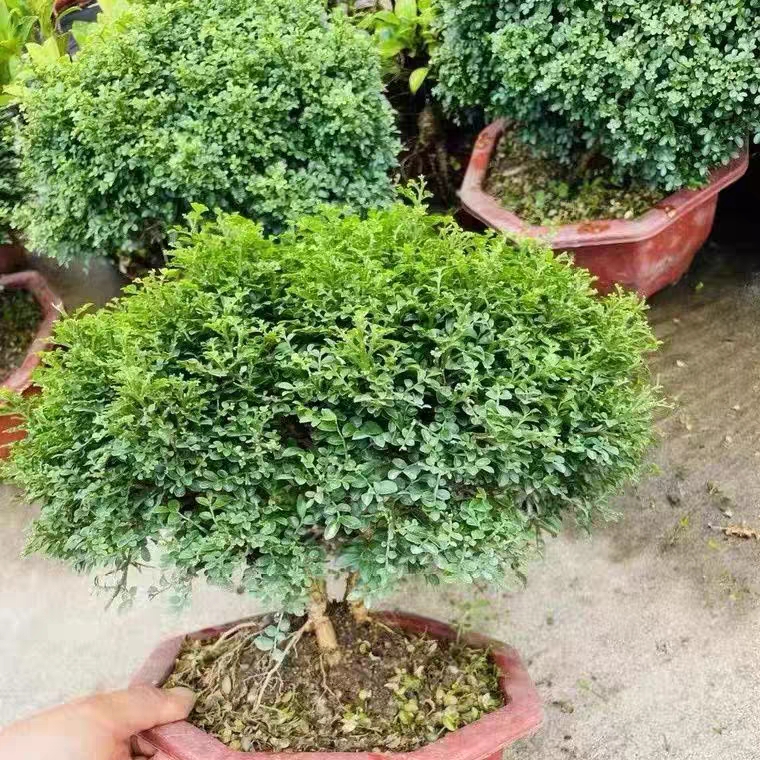 精品小叶九里香微盆景桌面绿植达摩九里香开花浓香水陆缸造景盆栽