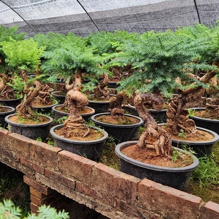 澳洲杉老桩盆景游龙造型南洋杉树盆栽不老松怪桩附石矮霸庭院造景