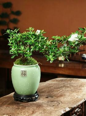高端海岛栀子花盆景悬崖临水造型老桩水横枝雀舌栀子花开花可水培