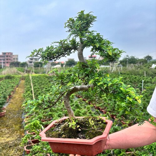 精品老桩胡椒木游龙造型大盆景四季常青驱蚊植物别墅庭院假山造景