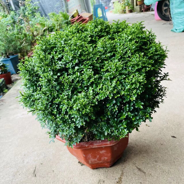 矮霸达摩小叶九里香盆景台湾九里香老桩开花盆栽桌面花园阳台绿植
