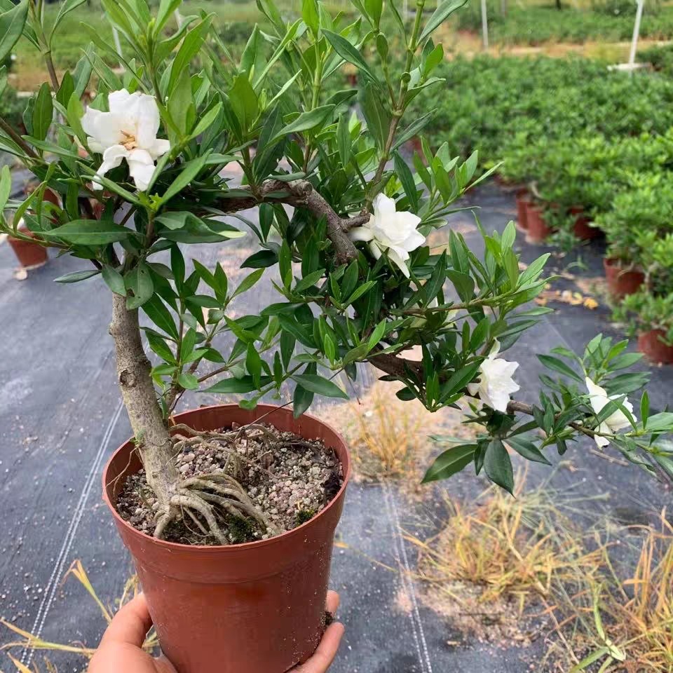 柳叶栀子花树水苗枝花盆景海岛小横叶雀舌栀子提根森林盆景矮霸开
