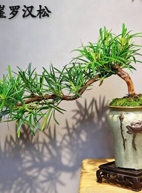精品小叶罗汉松老桩盆景熟桩悬崖飘枝造型办公室绿植盆栽庭院造景